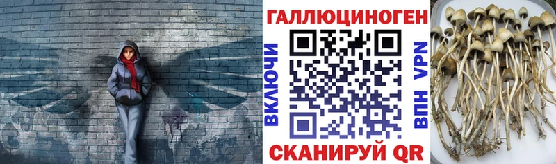 Псилоцибиновые грибы мицелий  магазин продажи наркотиков  Красноармейск 
